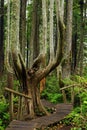 Pacific Northwest, Olympic Peninsula, Boardwalk through Magical Rainforest at Cape Flattery, Washington State, USA Royalty Free Stock Photo