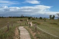 A boardwalk through sand dunes with grasses, shrubs and trees along Lake Michigan at Kohler Andrae State Park Royalty Free Stock Photo