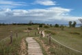 A boardwalk through sand dunes with grasses, shrubs and trees along Lake Michigan at Kohler Andrae State Park