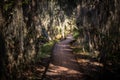 Boardwalk Snakes Through Thick Swamp