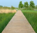 Boardwalk on the swamp Royalty Free Stock Photo