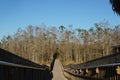 boardwalk in the swamp