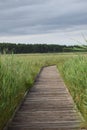 Boardwalk through swampland in North Carolina, Outerbanks area Royalty Free Stock Photo