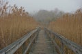 Boardwalk through tall sea oats on foggy day