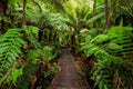 The boardwalk to the iconic hopetoun falls in Beechforest on the Great Ocean Road Victoria Australia on 6th August 2019 Royalty Free Stock Photo