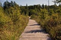 Boardwalk trail in beautiful lush bog in brighton new york in late summer Royalty Free Stock Photo