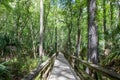 Boardwalk Trail In Highlands Hammock State Park In Sebring, FL