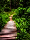 Boardwalk trail and lush spring forest in Codorus State Park