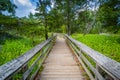 Boardwalk trail on Olmsted Island at Great Falls, Chesapeake & O