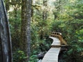Boardwalk trail through the Pacific Rim National Park rainforest, Vancouver Island, British Columbia, Canada