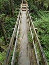 Boardwalk trail through the Pacific Rim National Park rainforest, Vancouver Island, British Columbia, Canada