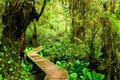 Boardwalk trail through the rainforests of Pacific Rim National Park, Vancouver Island