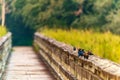 Boardwalk in wetlands in bird santuary with birds