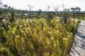 Boardwalk windig thorough scenic wetlands landscape.