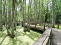 Boardwalk winding through marsh land with Cypress trees growing