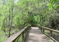 Boardwalk winding through marsh land with Cypress trees growing