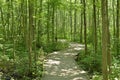 Boardwalk wondering among trees deep in the forest