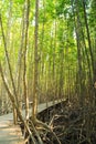 Boardwalk wooden path in mangrove forest Royalty Free Stock Photo