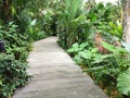 Boardwalk, wooden walkway path surrounded with green tropical pl Royalty Free Stock Photo