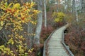 A boardwalk in the woods
