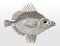 Boarfish, capros aper from the Atlantic Ocean in side view Royalty Free Stock Photo