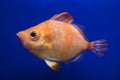 Boarfish Capros aper Royalty Free Stock Photo