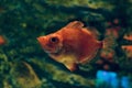 Boarfish swims in the water. Red fish in dark water close-up Royalty Free Stock Photo
