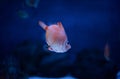 Boarfish in water Royalty Free Stock Photo