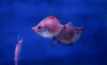boarfish in water Royalty Free Stock Photo