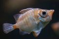 Boarfish (Capros aper). Royalty Free Stock Photo