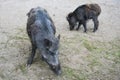 Boars Royalty Free Stock Photo