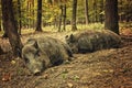 Boars Royalty Free Stock Photo