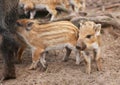 Boars Royalty Free Stock Photo