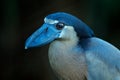 Boat bill bird detail. Boat-billed heron, Cochlearius cochlearius, sitting on the branch near the river water, Corcovado NP, Costa