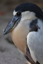 Boat-billed Heron