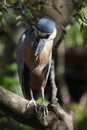 Boat-billed Heron