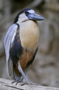 Boat-billed heron