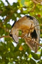 Boat Billed Heron