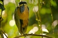 Boat-Billed Heron