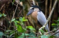 Boat-billed Heron