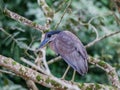 Boat-billed Heron Royalty Free Stock Photo
