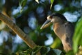 Boat-billed Heron - Cochlearius cochlearius sitting on branch in its natural enviroment next to river, green leaves in background