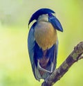 Portrait of boat billed heron