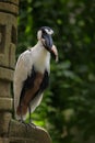 Boat-billed Heron with fish in the bill. Bird in the tropic green forest with stone ruin. Wildlife scene from nature. Feeding