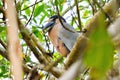 Boat billed Heron in mangrove swamp Royalty Free Stock Photo