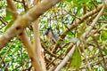 Boat billed Heron in mangrove swamp Royalty Free Stock Photo