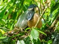 Boat Billed Heron On Nest