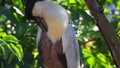 Boat-billed Heron