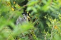 Boat-billed heron