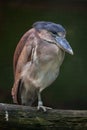 Boat-billed heron (Cochlearius cochlearius).